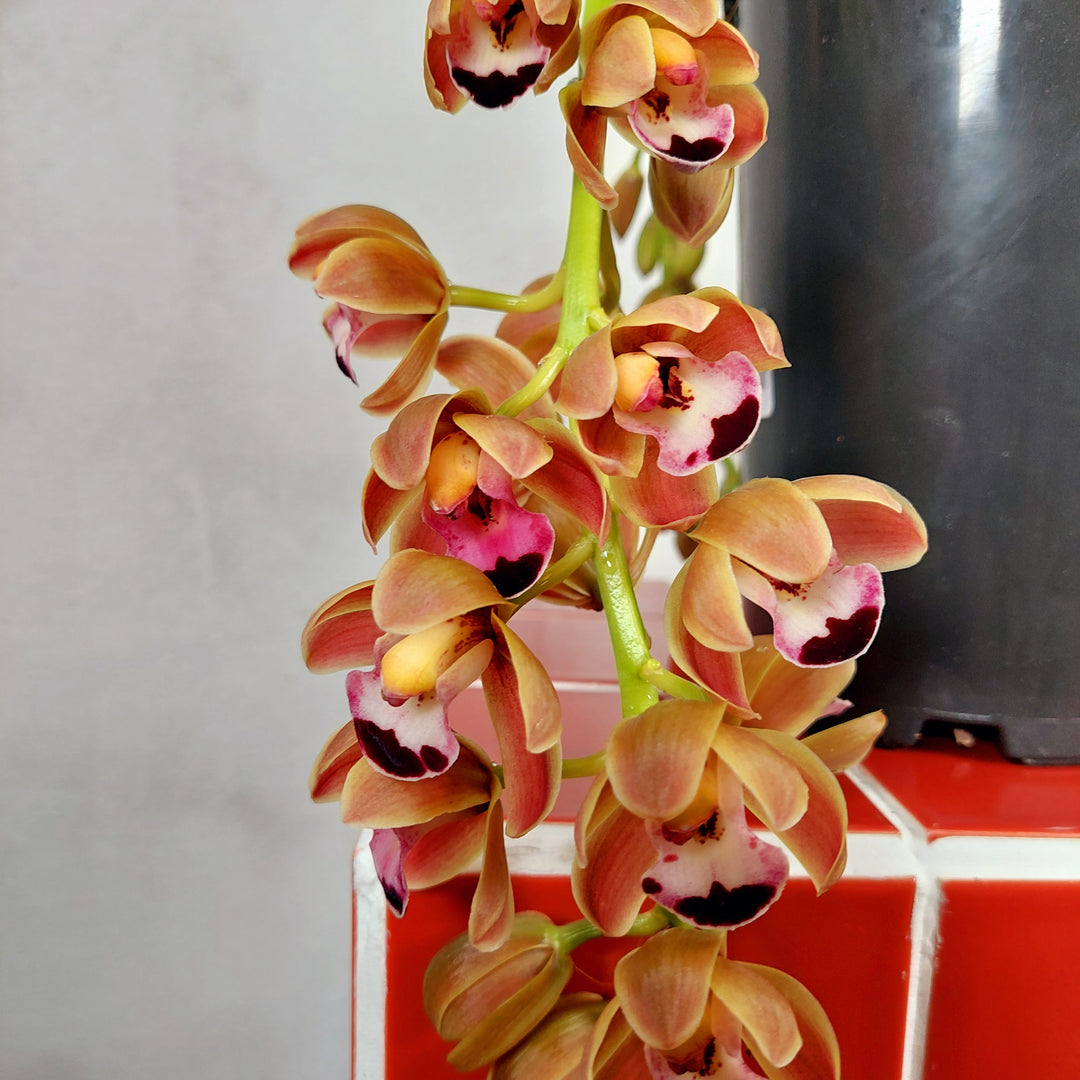 Cymbidium ‘Novia’ - boat orchid
