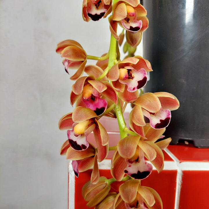 Cymbidium ‘Novia’ - boat orchid