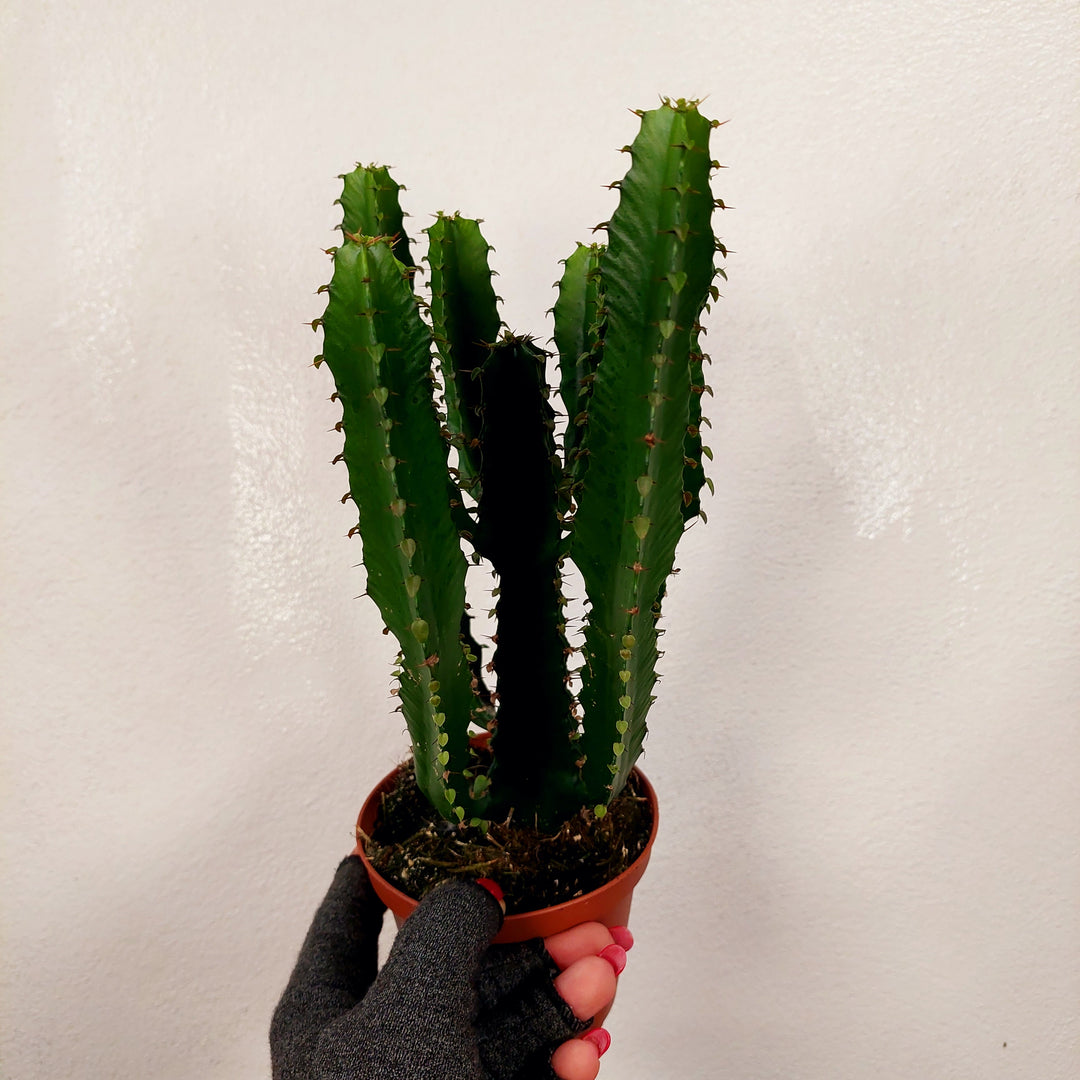 Euphorbia ingens (Candelabra Tree)
