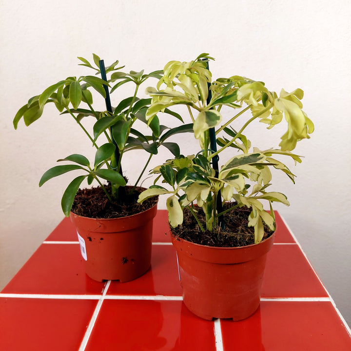 Schefflera mini mix- umbrella tree