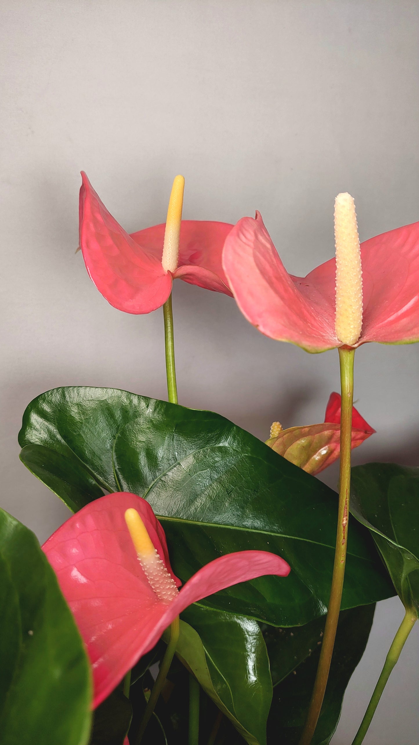 Anthurium Andreanum An Maine