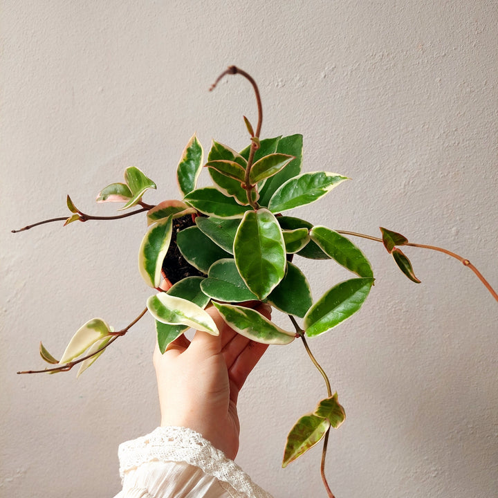 Hoya carnosa ‘Krimson Queen’ - (Crimson Queen Wax Plant)