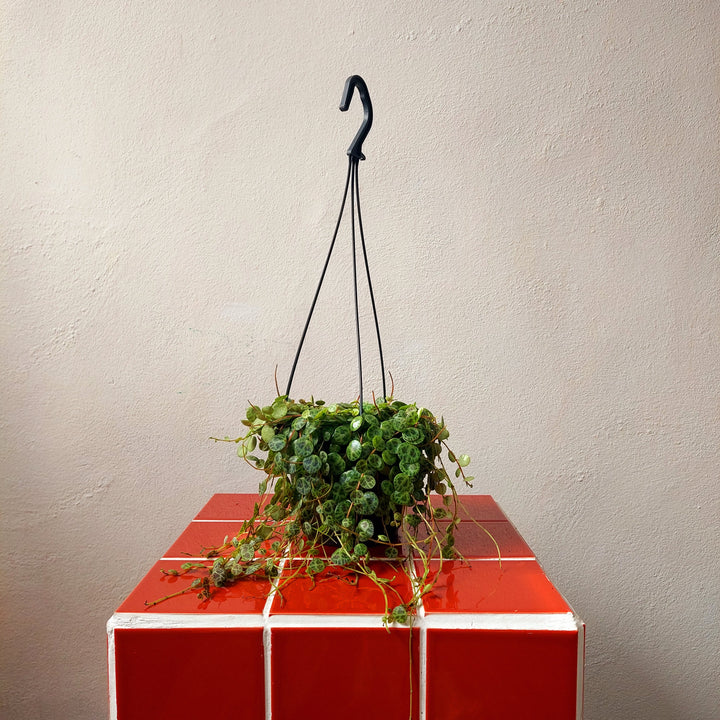 Peperomia Prostrata - String of turtles