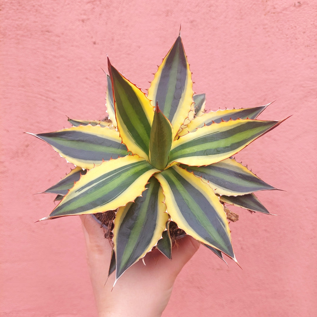 Agave Lophanta `quadricolour`