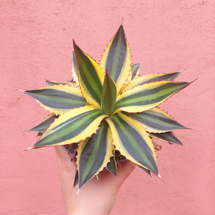 Agave Lophanta `quadricolour`