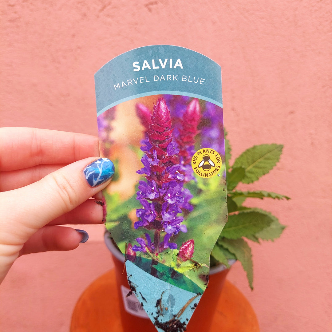 Salvia nemorosa ‘Marvel Dark Blue’ – Hardy Salvia (UK Grown)