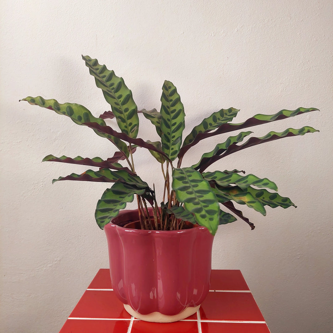 Scalloped Ceramic Plant Pot (Green or Burgundy)