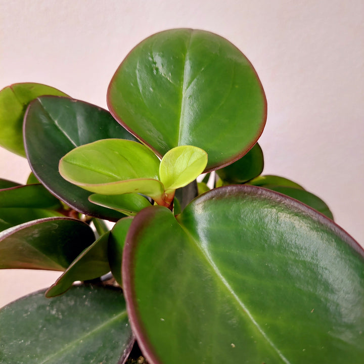 Peperomia ‘Red Margin’ - Red Edge Peperomia