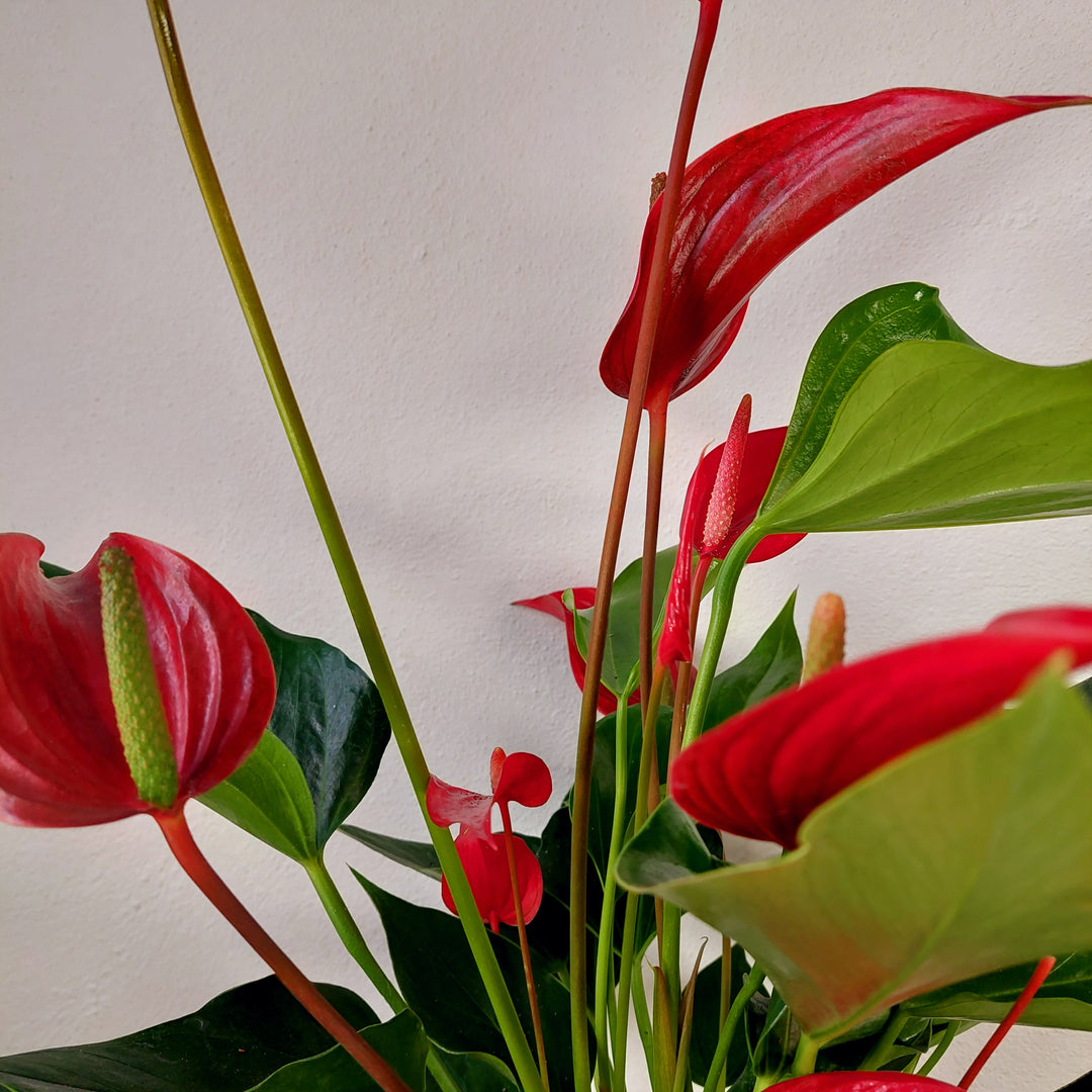 anthurium rolorante Anthurium 'Banderola Roja' – Red Flamingo Flower | Tropical Indoor Plant