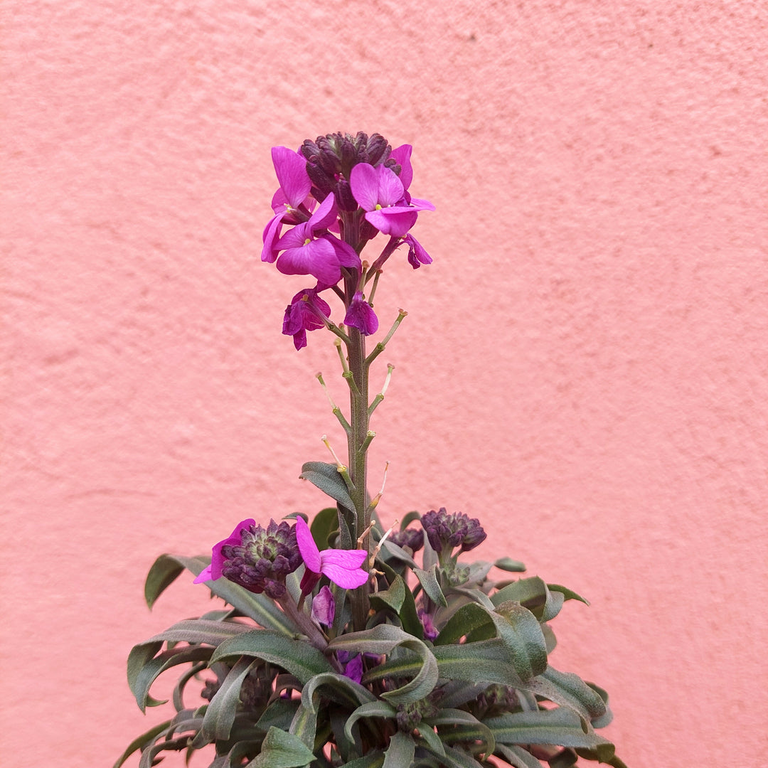 Erysimum Cheiri
