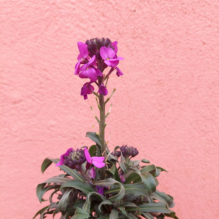 Erysimum Cheiri