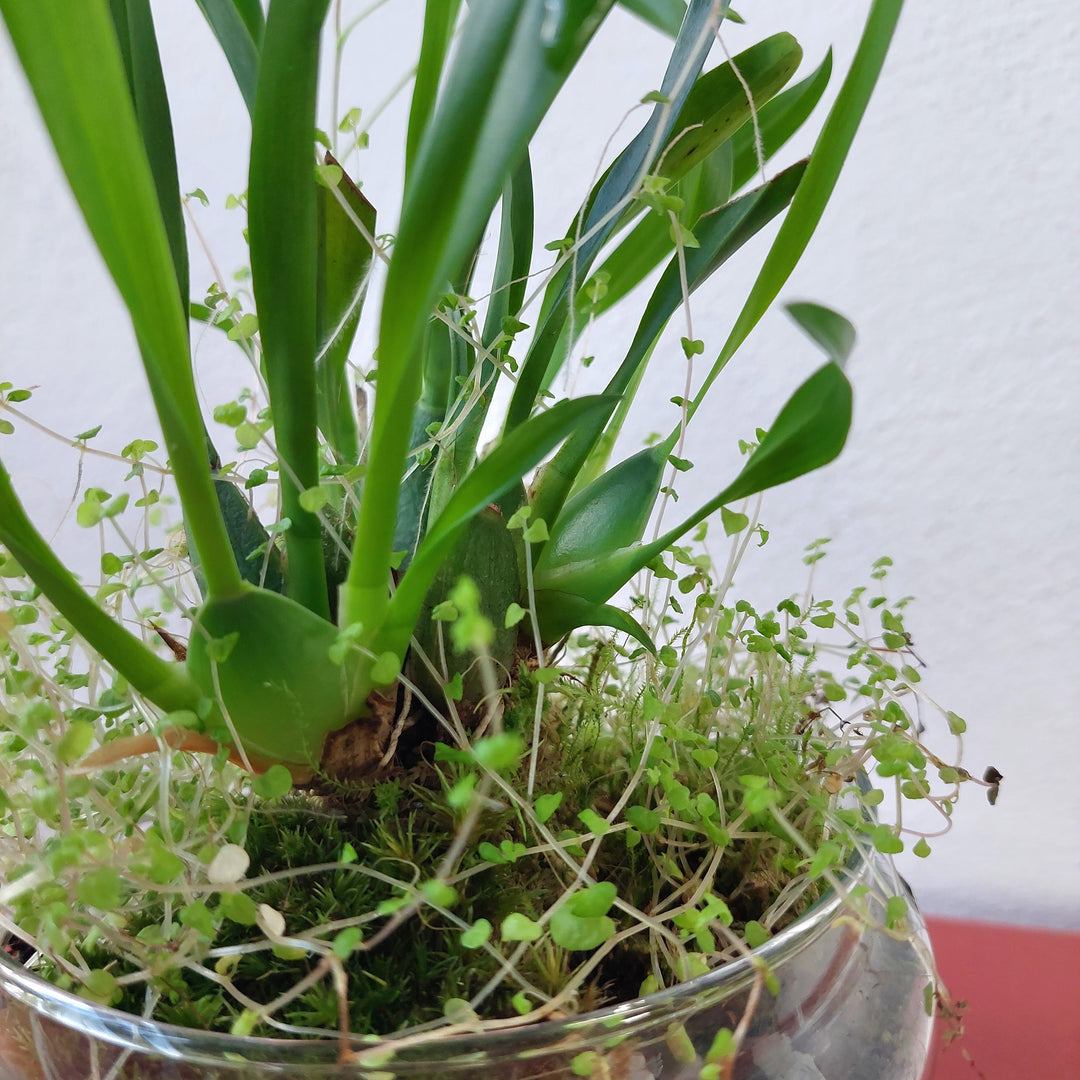 Plant.Studio  'Phil' Terrarium