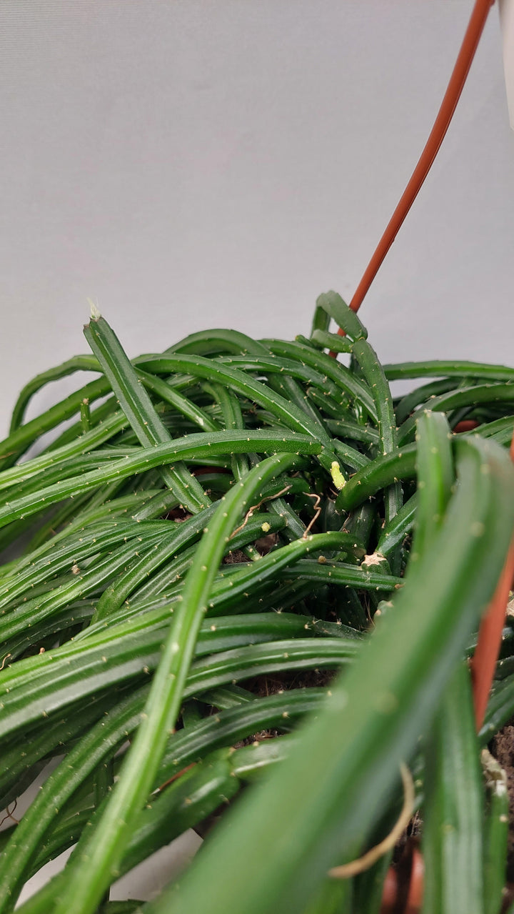 Selenicereus wercklei - Rhipsalis Lumbricoides - Rhipsalis 'Leiza' - Moonlight cactus