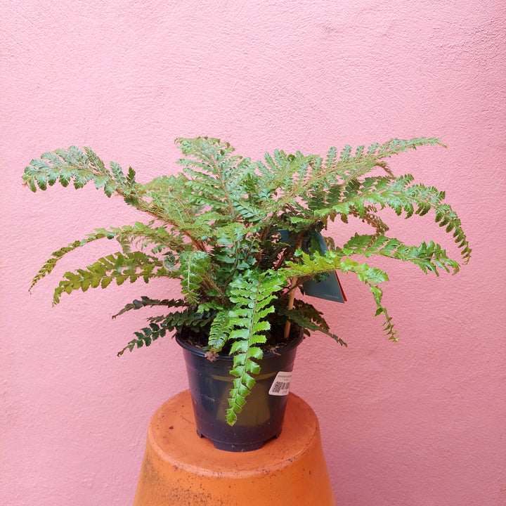 Polystichum polyblepharum – Japanese Tassel Fern
