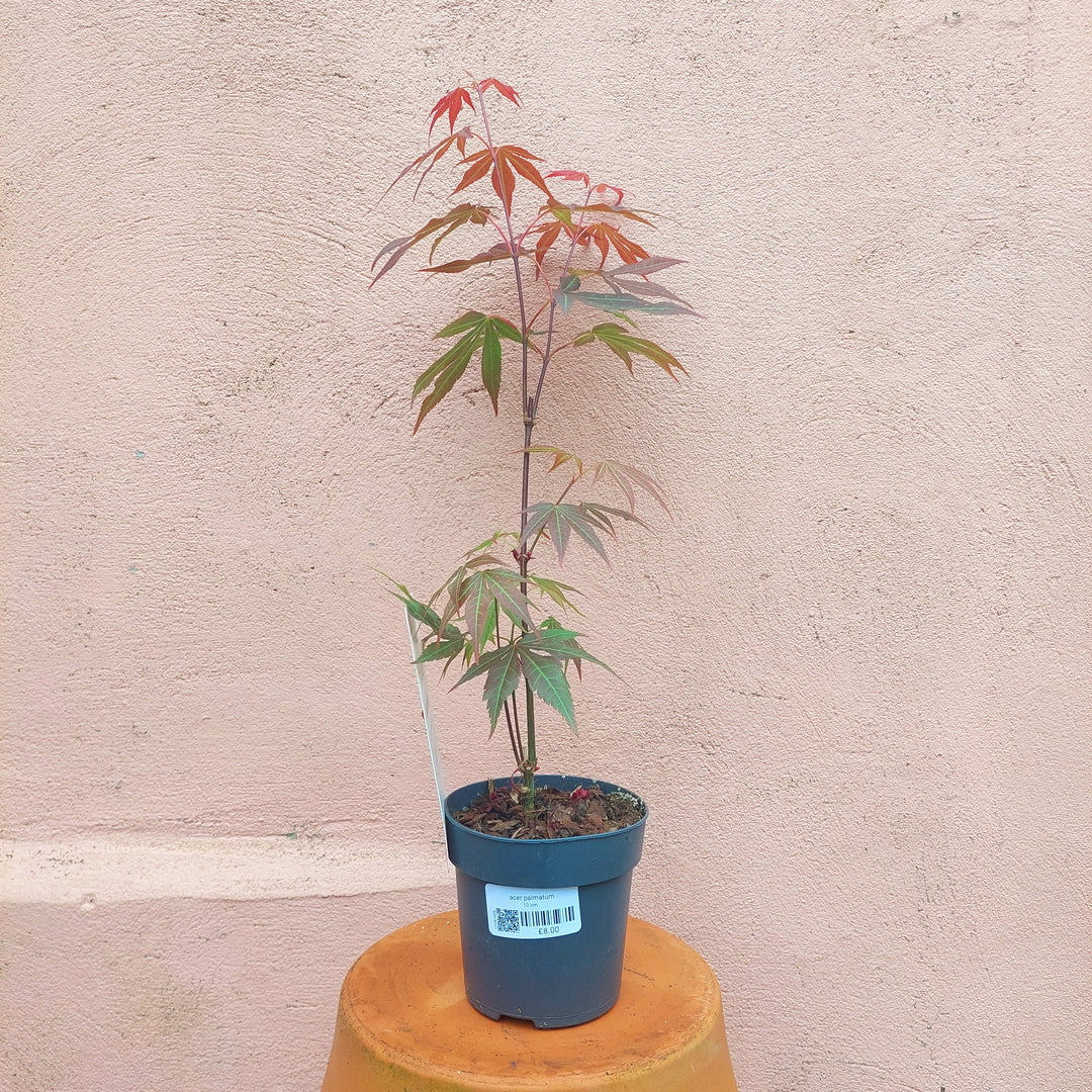 Acer palmatum 'Atropurpureum' - Japanese maple