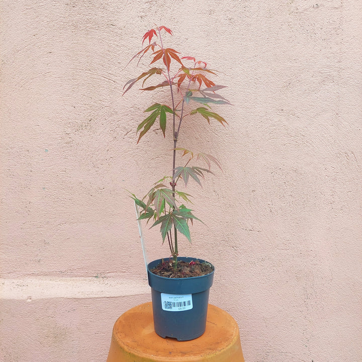 Acer palmatum 'Atropurpureum' - Japanese maple