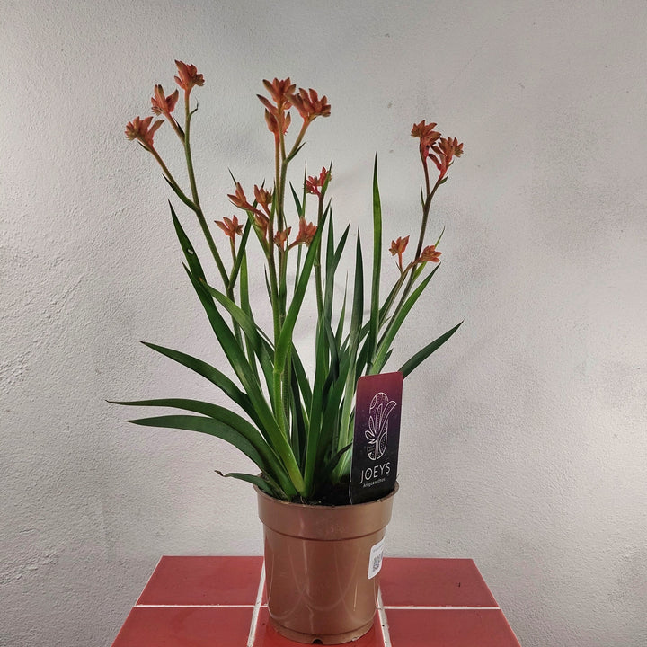 kangaroo paw indoor plant Anigozanthos – Kangaroo Paw | Bright Flowering Plant