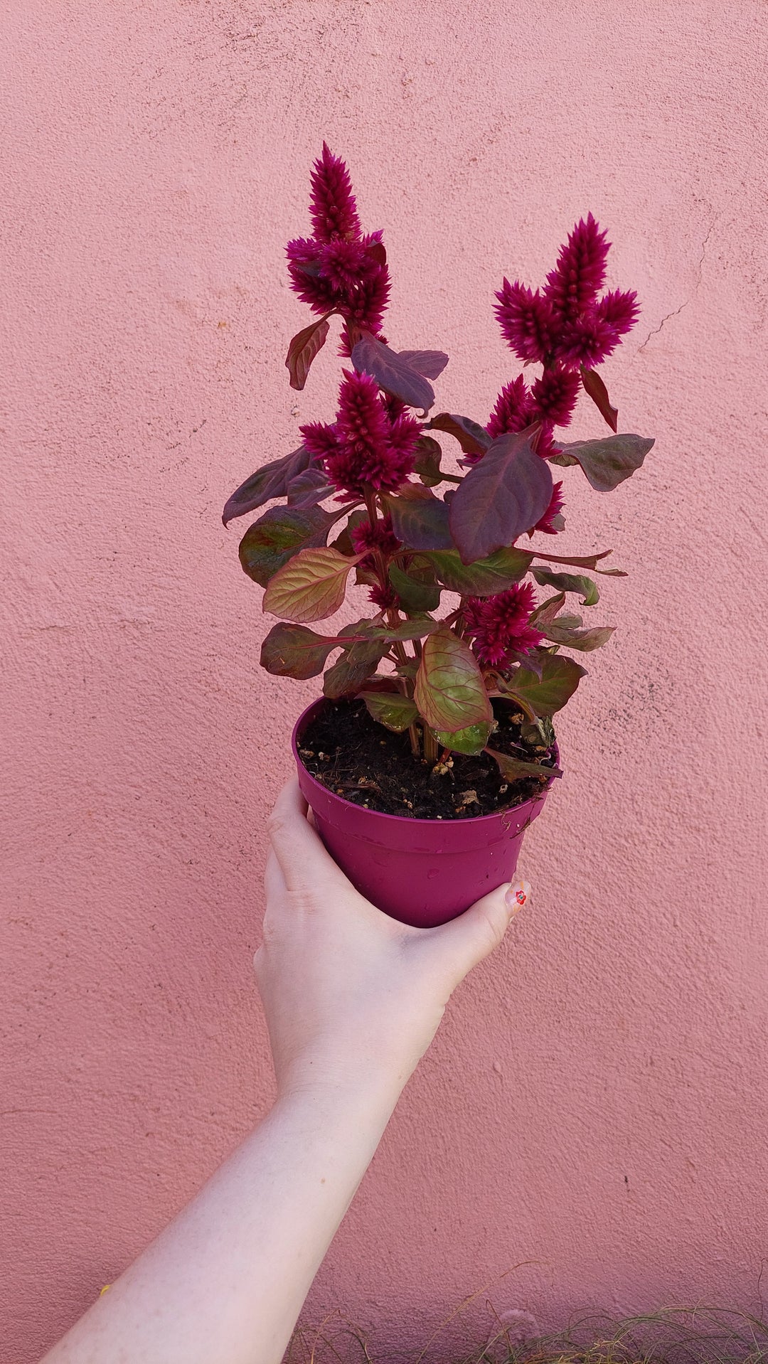 Celosia deep purple