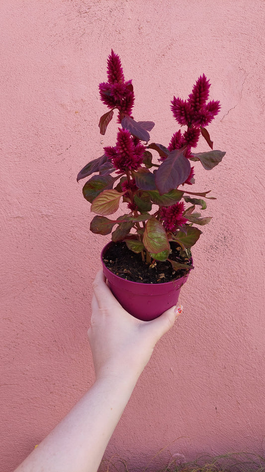 Celosia deep purple