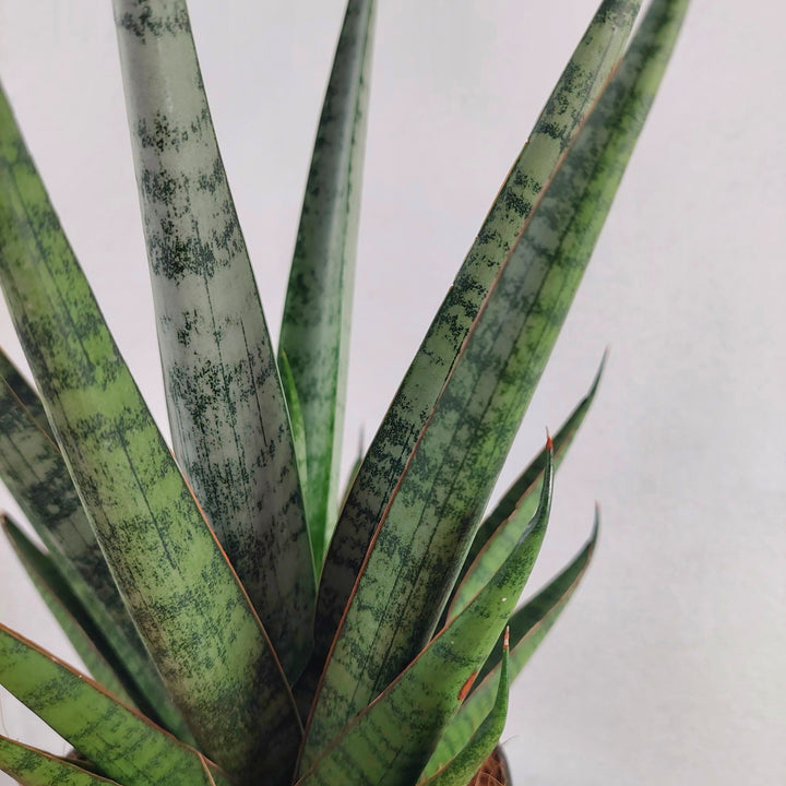 Sansevieria Luxury Mix Lucky Dip