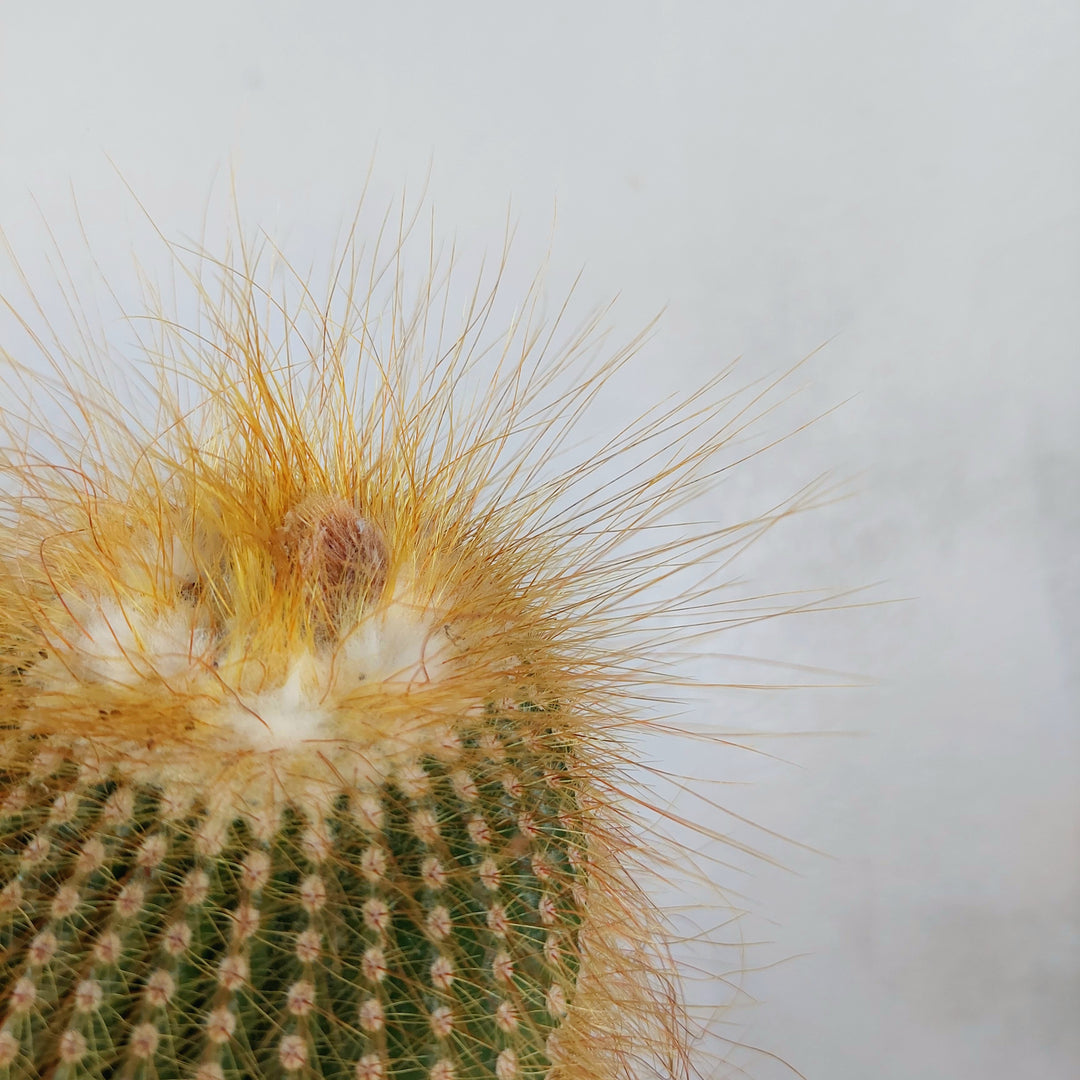 Parodia (Eriocactus) leninghausii – Golden Ball Cactus