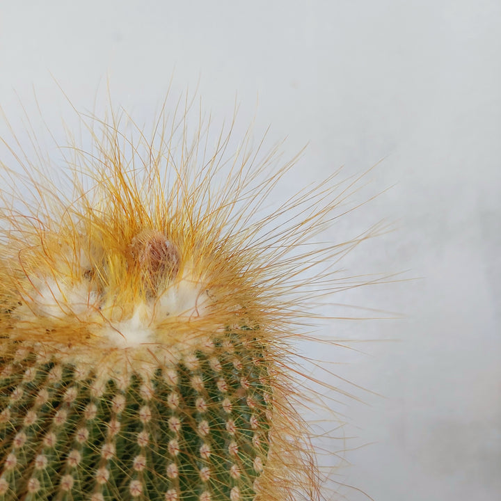 Parodia (Eriocactus) leninghausii – Golden Ball Cactus