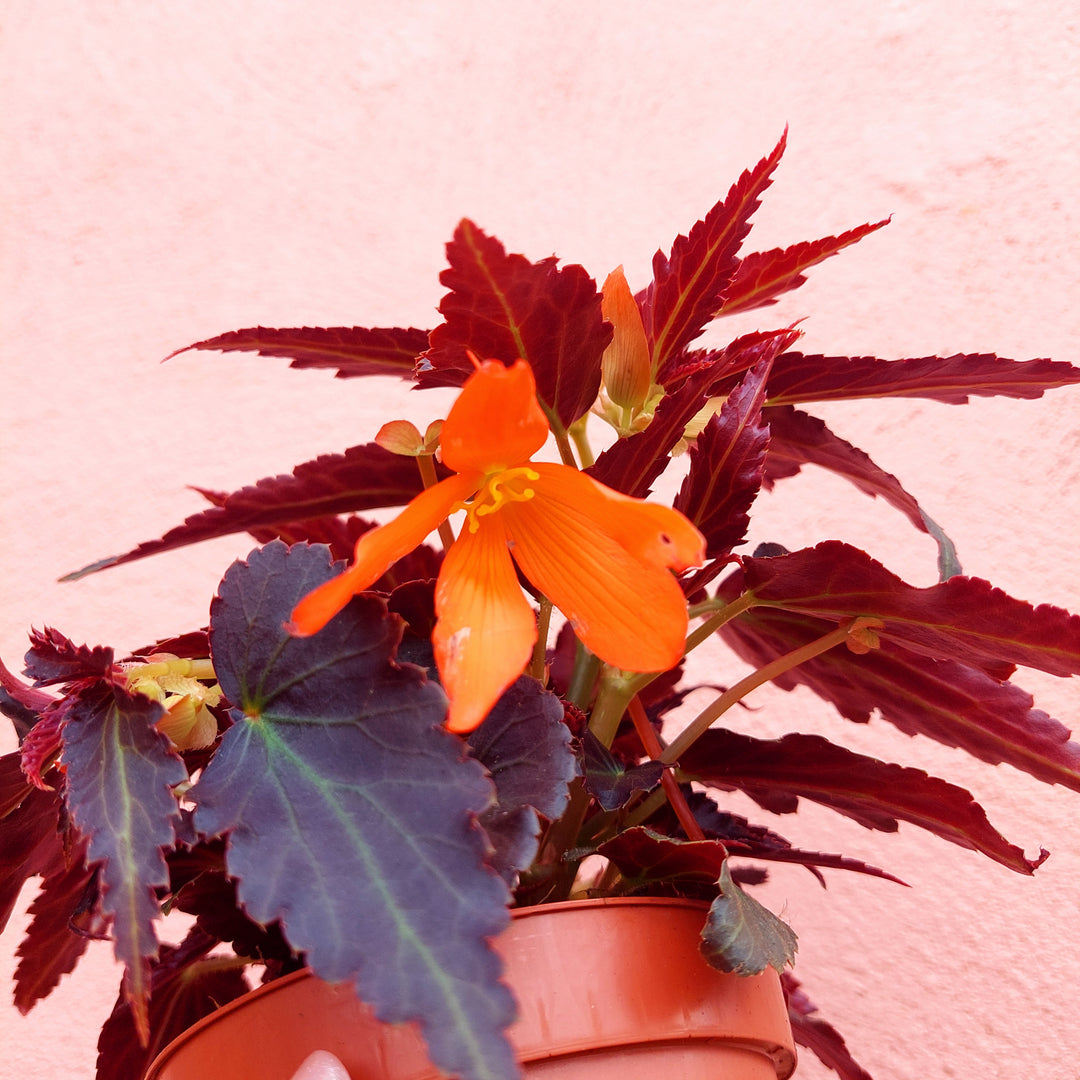 Begonia tenella lucky dip mix