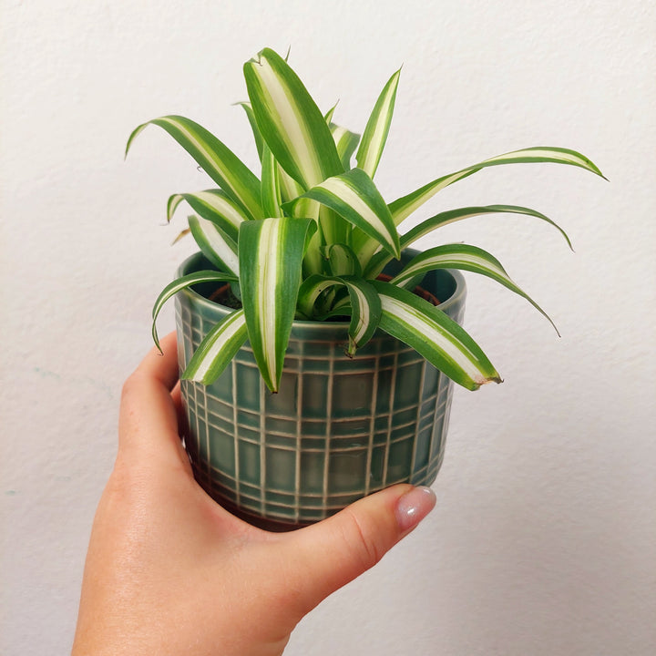 Garbara Ceramic Pot