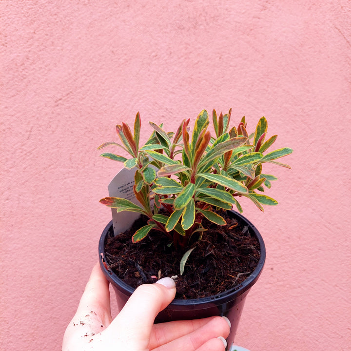 Herbaceous Perennial Lucky Dip