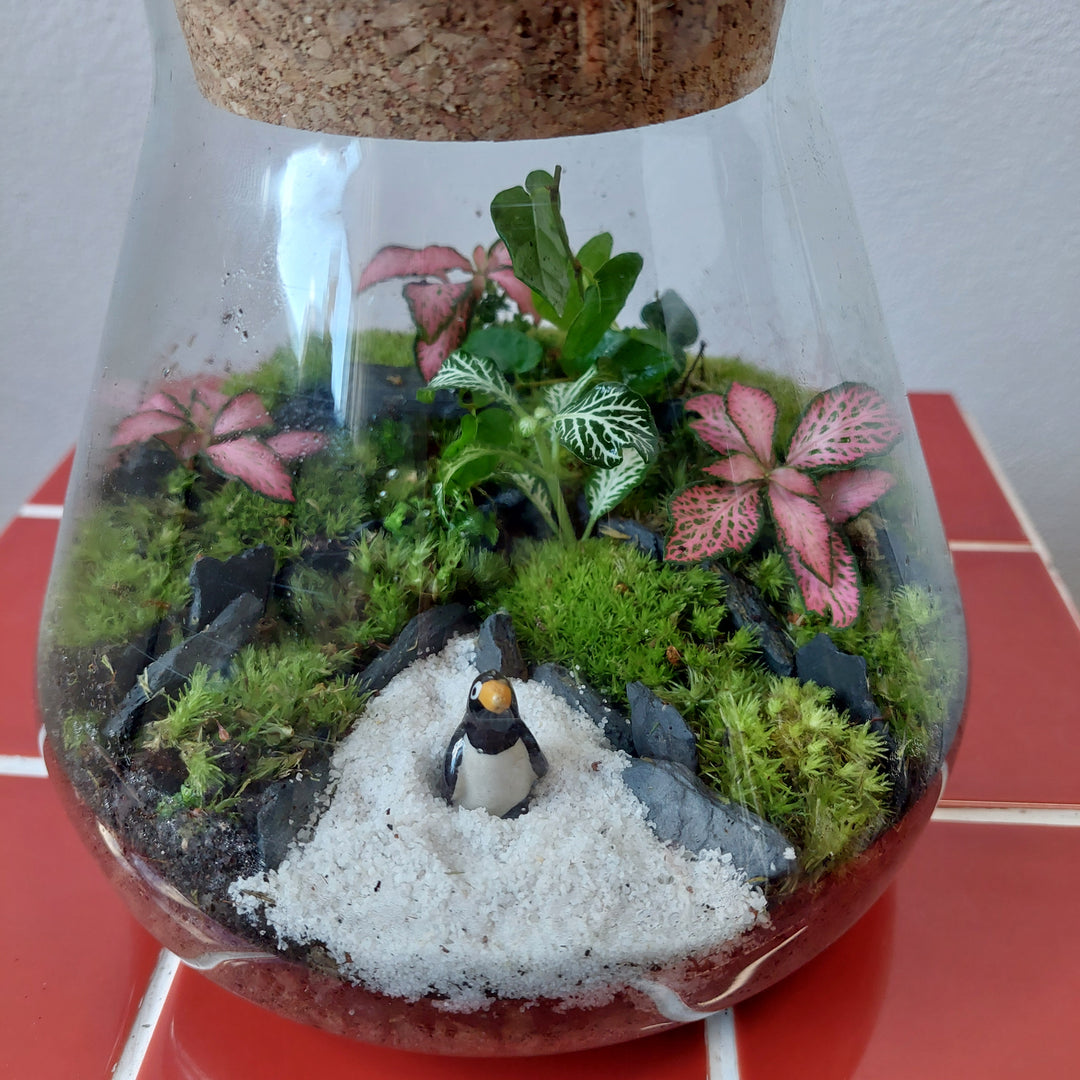 Plant.Studio 'Macbeth' Terrarium