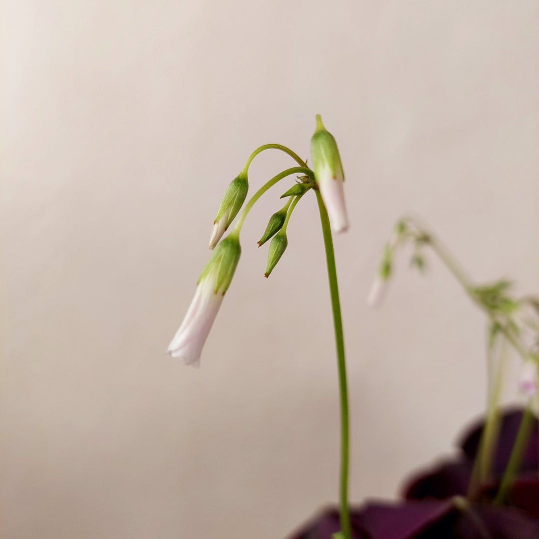 Oxalis Triangularis - False Shamrock