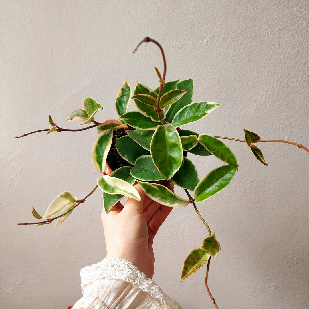Hoya carnosa ‘Krimson Queen’ - (Crimson Queen Wax Plant)