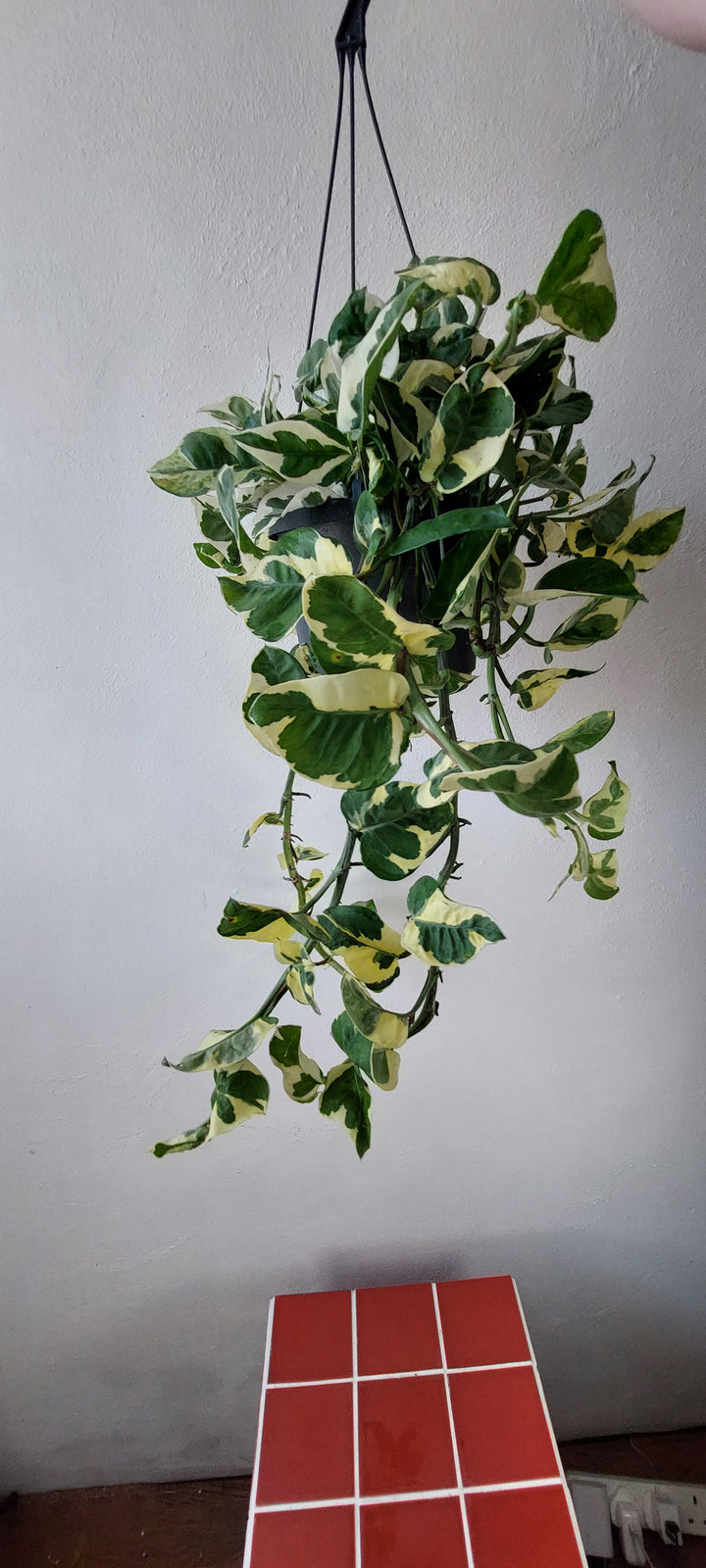 Epipremnum 'n'joy' pothos