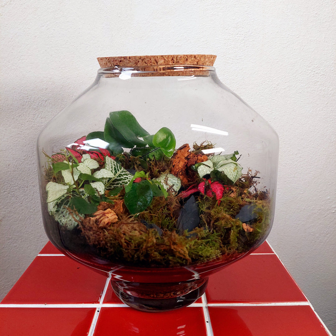 Plant.Studio 'Frederick' Terrarium