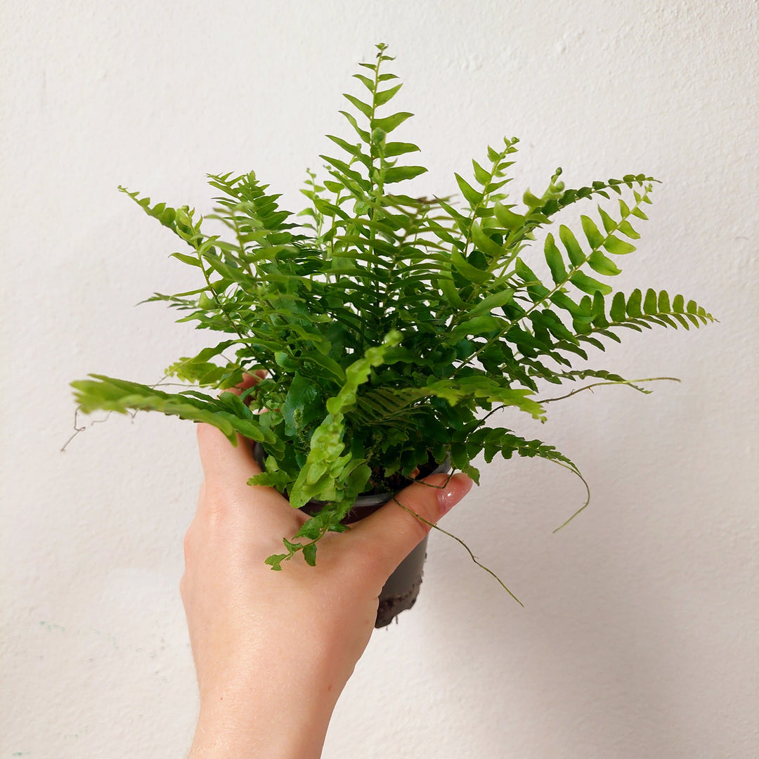 Nephrolepis exaltata 'Green Delight' – Boston Fern