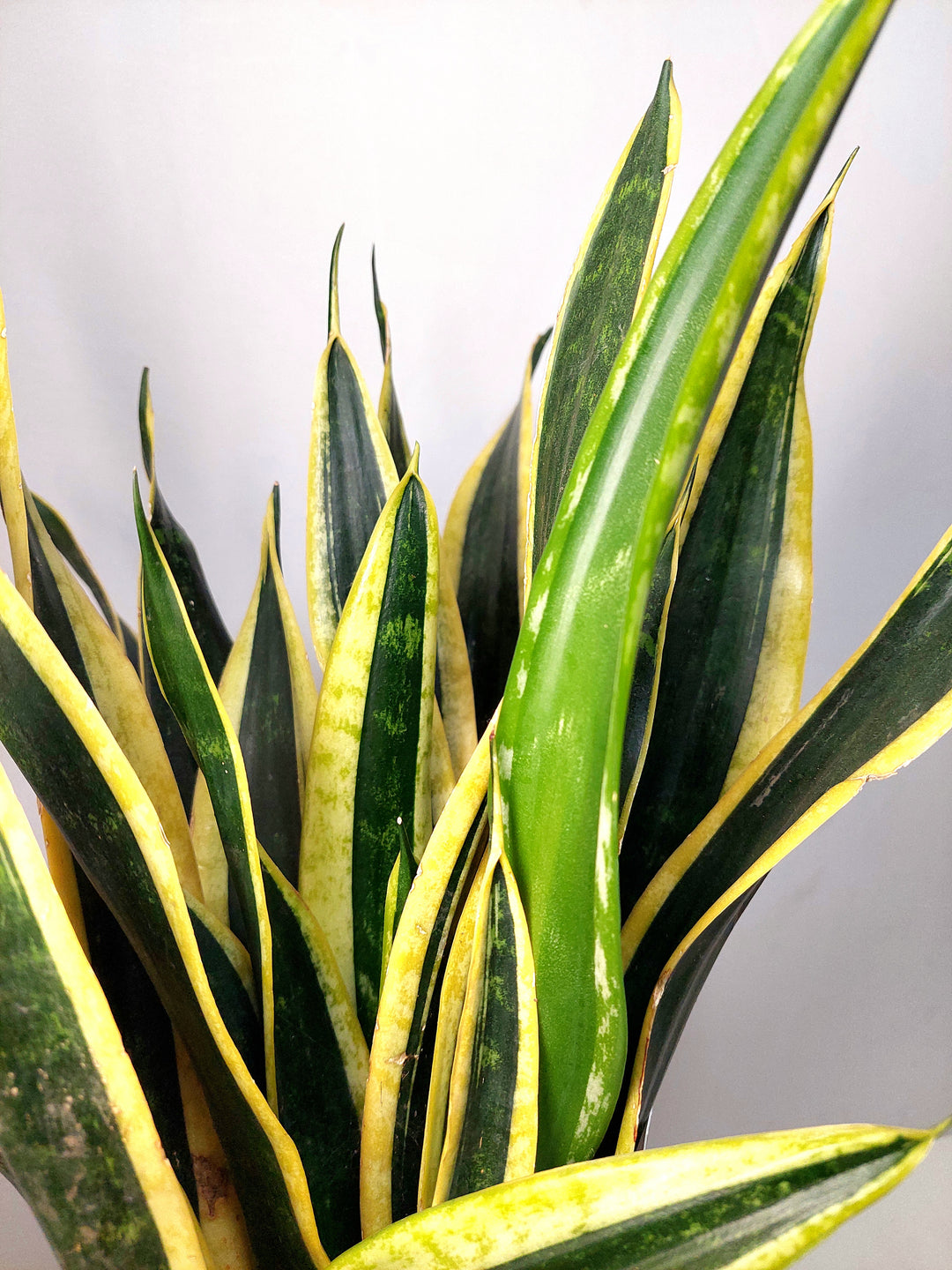 black gold snake plants for sale Sansevieria Black Gold – Plant Studio
