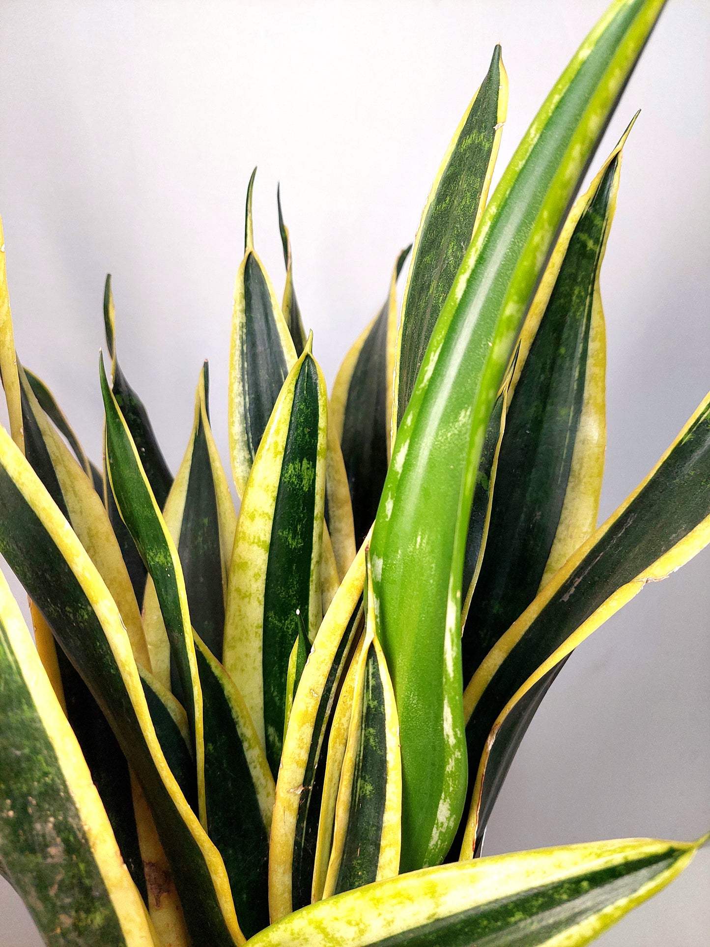 Sansevieria Black Gold