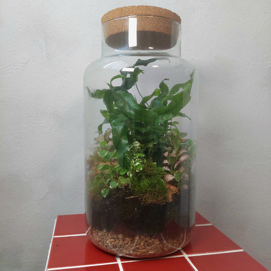 Chela Jar Plant Studio Terrarium
