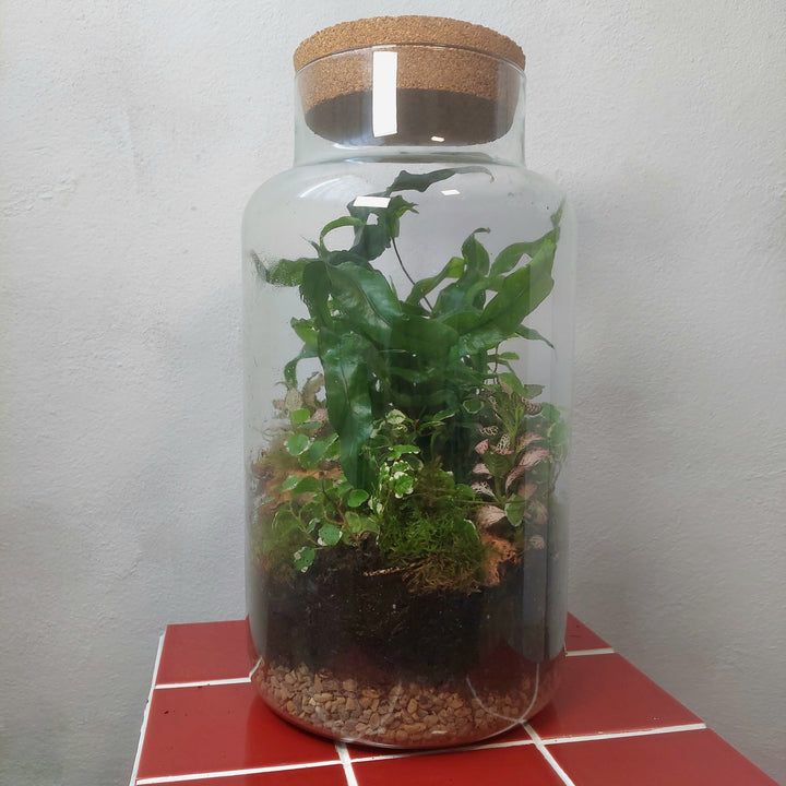 Plant. Studio Chela Jar Terrarium