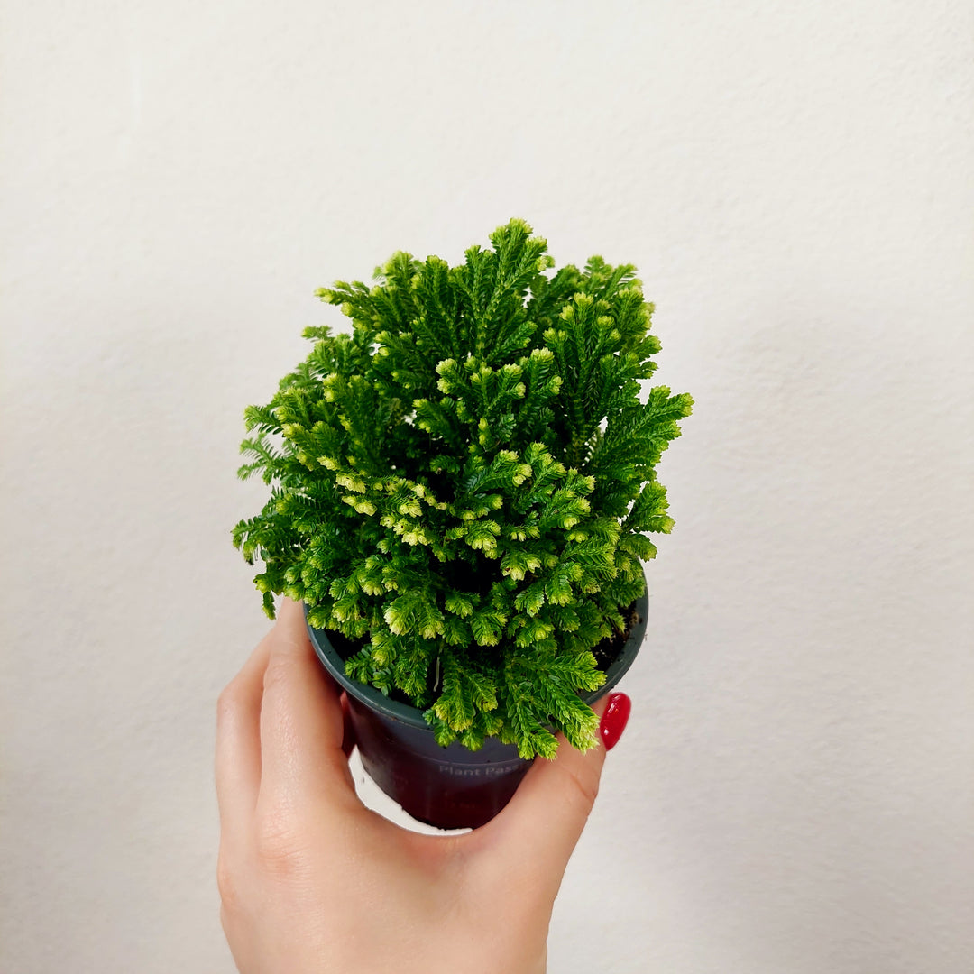Selaginella martensii Jori - Martens Club Moss.