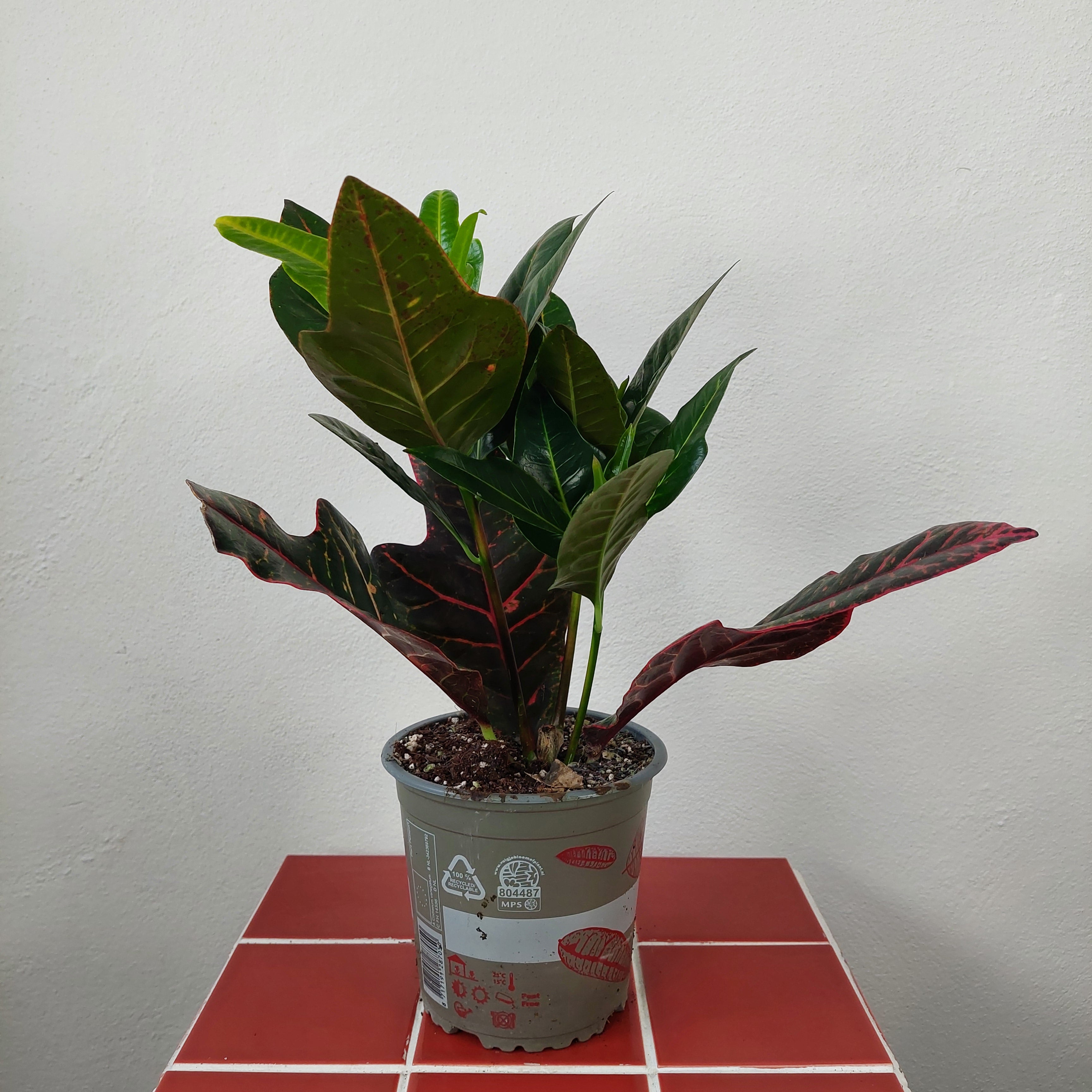 Houseplants