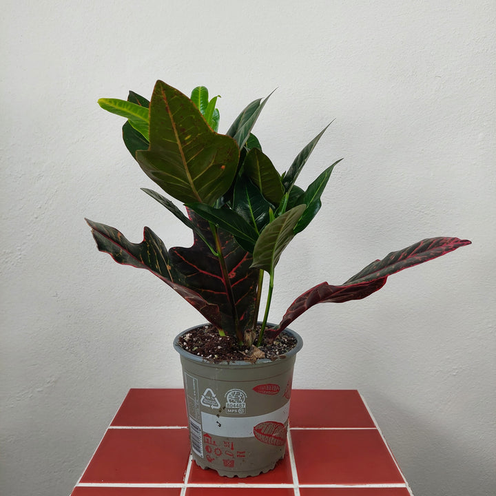 Codiaeum ‘Excellent’ – Croton
