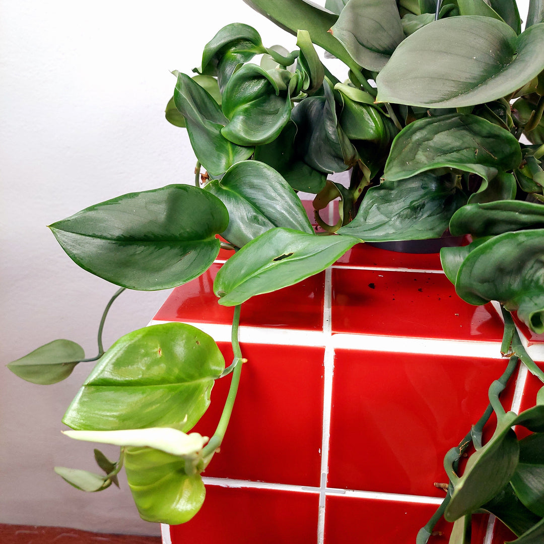 Scindapsus 'treubii' Moonlight