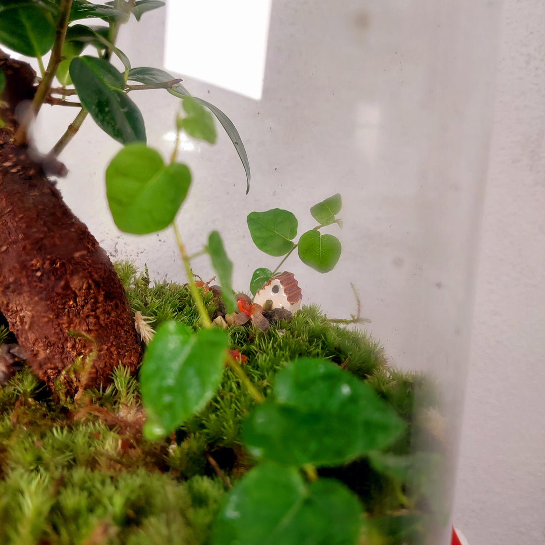 Plant.Studio 'Borrowers' Terrarium