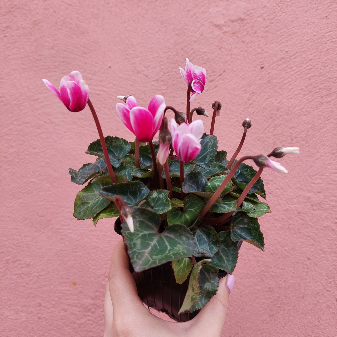 English Cyclamen Mix – Florist’s Cyclamen