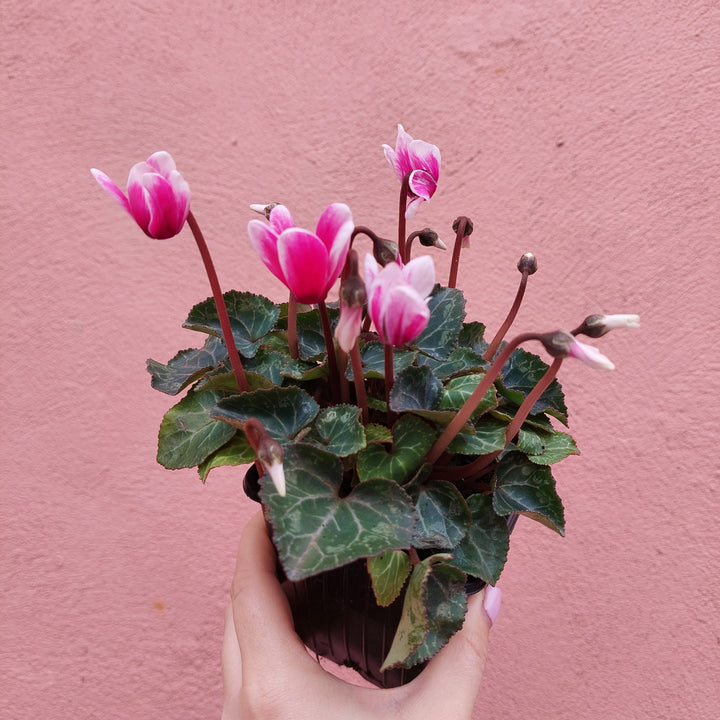 English Cyclamen Mix – Florist’s Cyclamen