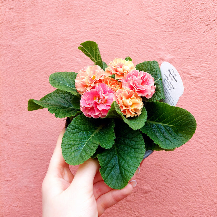 Primrose ‘Pom Pom’