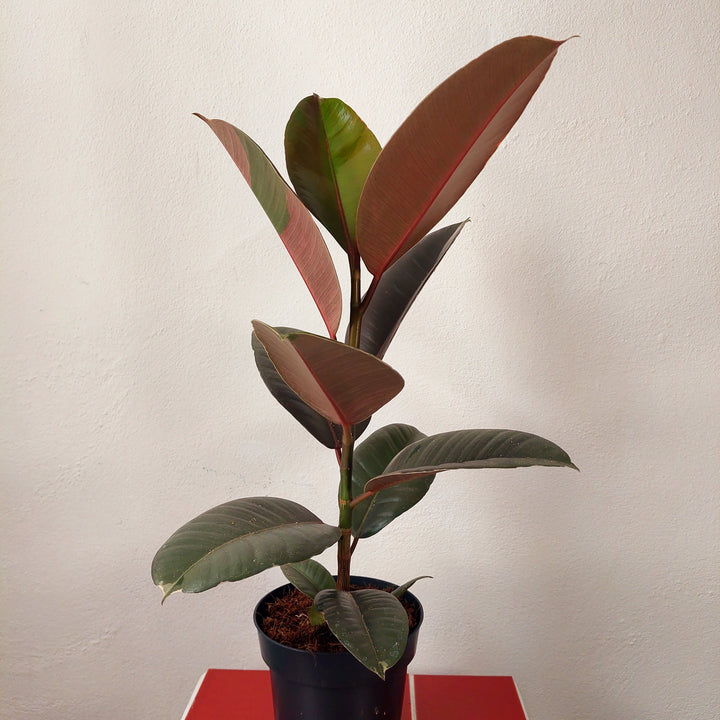 Ficus Pink Camouflage