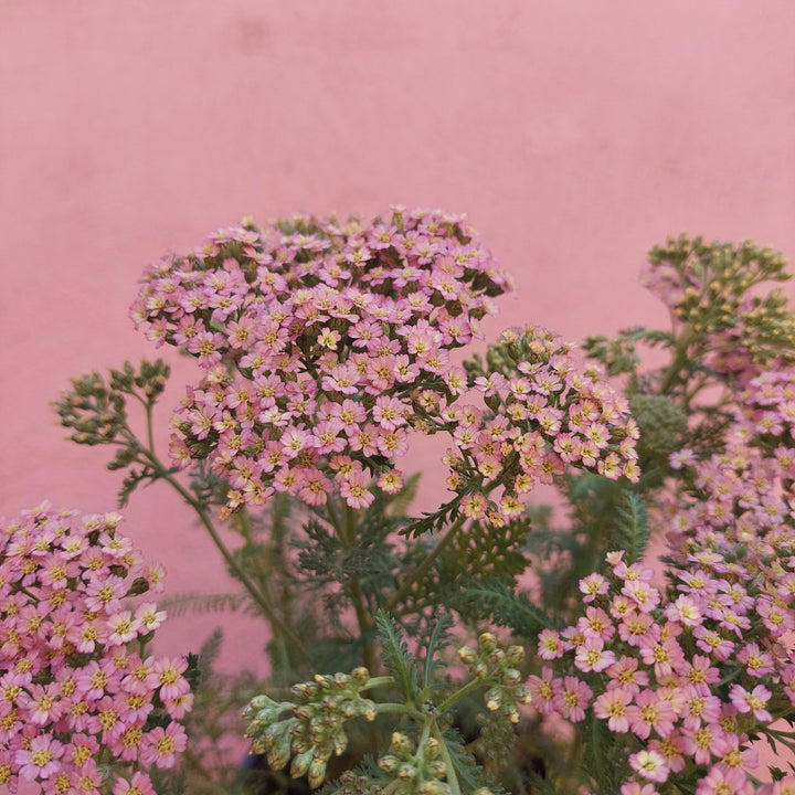 Achillea millefolium Pink – Yarrow