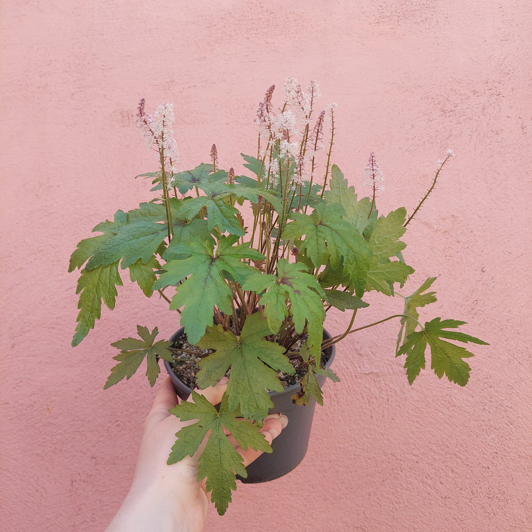 Tiarella cordifolia – Foamflower
